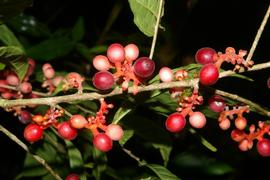   Fruits:   Sorocea affinis ; Photo by N. Zamora, Flora Mesoamerica
